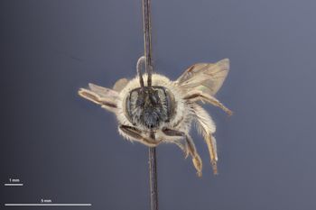 Media type: image;   Entomology 770329 Aspect: head frontal view